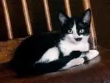 f85922873b099e1da6cdde80a8a95647.webp