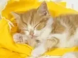 d26af16c791010cabfe5bfe9f4f3ae0a.webp