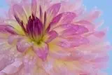 7cbff37380d865d962ea486544b4ff83.webp