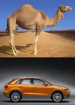 Q3 Camel.webp